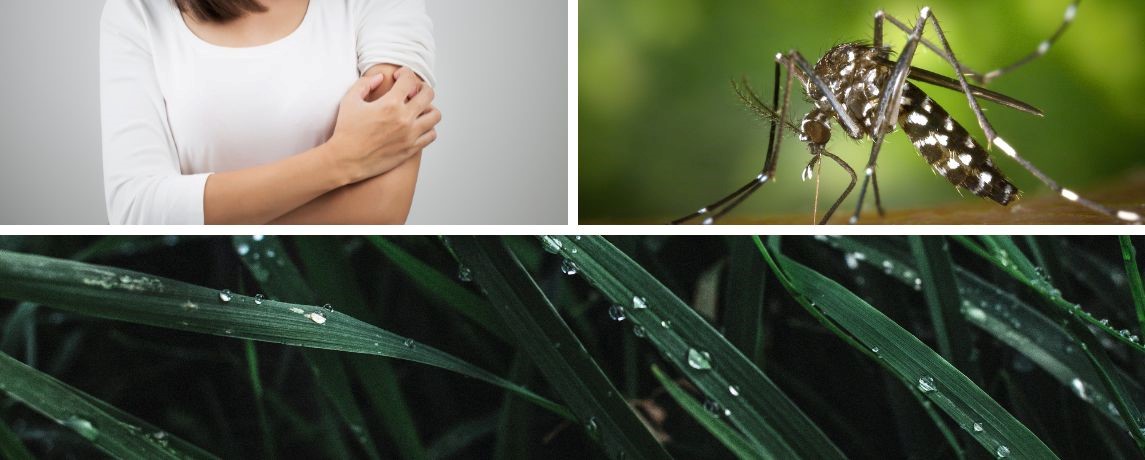 zanzare febbre gialla dengue_effezeta