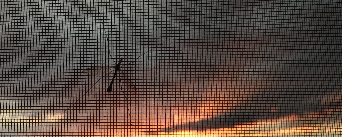 zanzariera_zanzara_effezeta-01